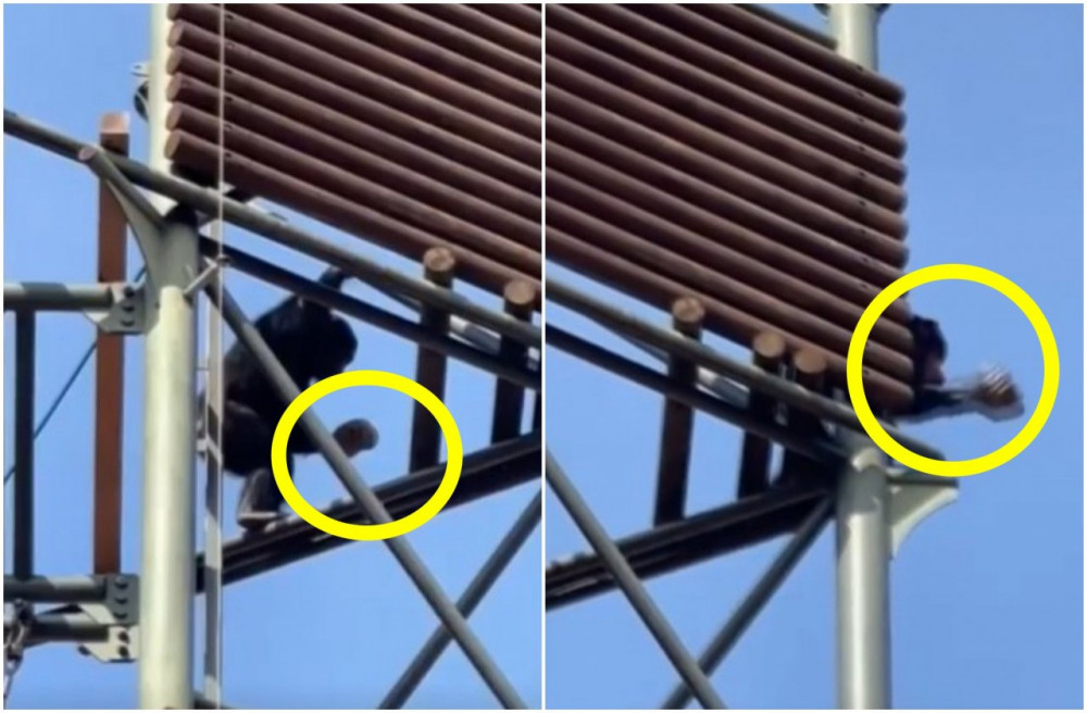 서울대공원에서 침팬지가 돌 던져 고릴라 공격