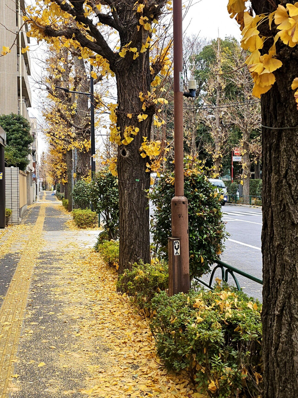 역대급으로 따뜻한 도쿄 겨울 오늘자 상황