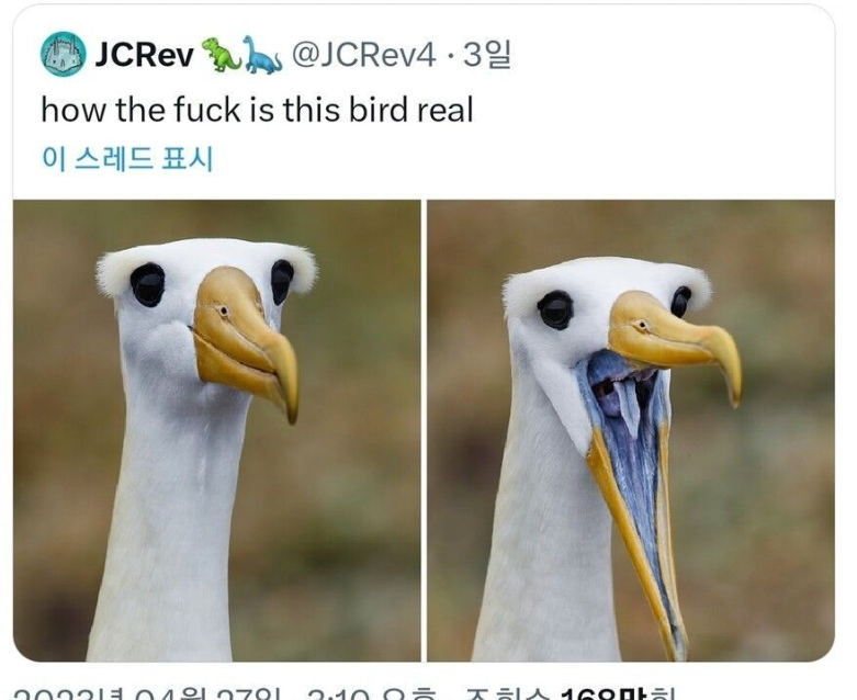 약혐) 진짜 괴상하게 생긴 새