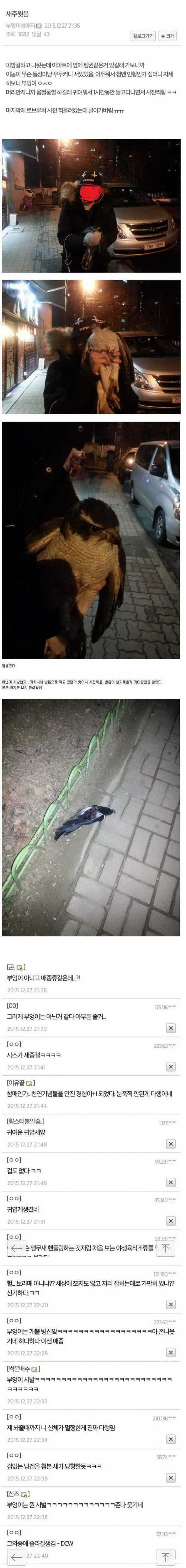 부엉이성애자의 새줍