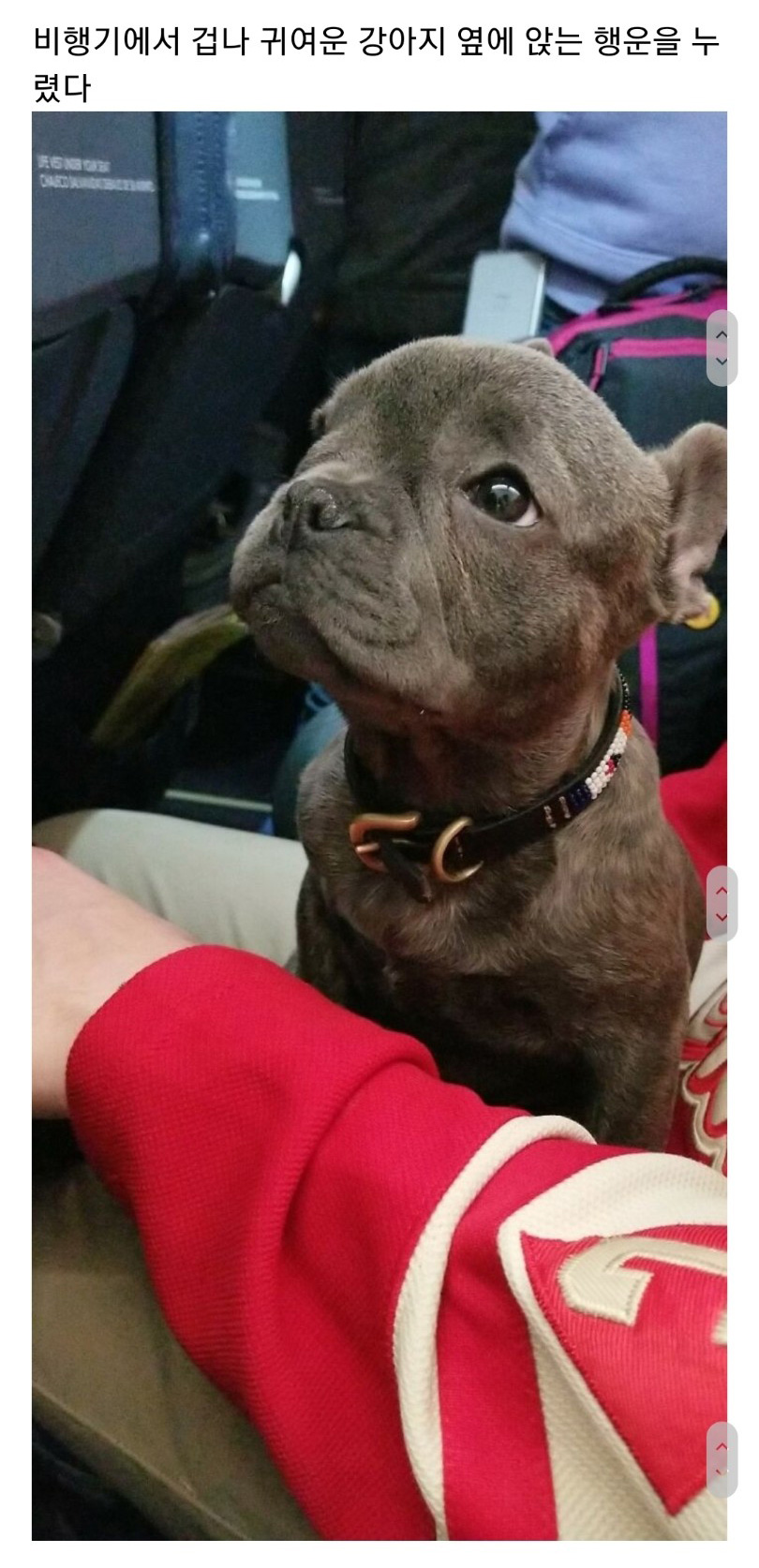 교통수단 속 동물들 - 꾸르