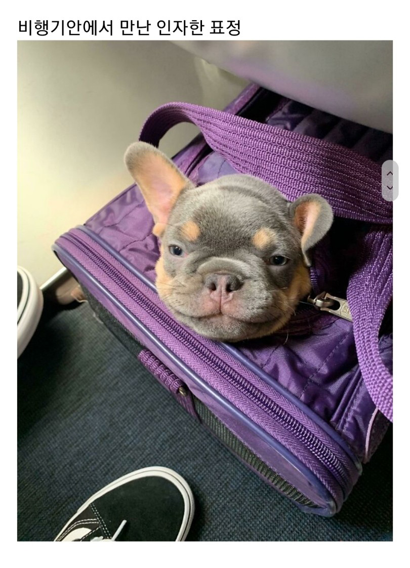 교통수단 속 동물들 - 꾸르