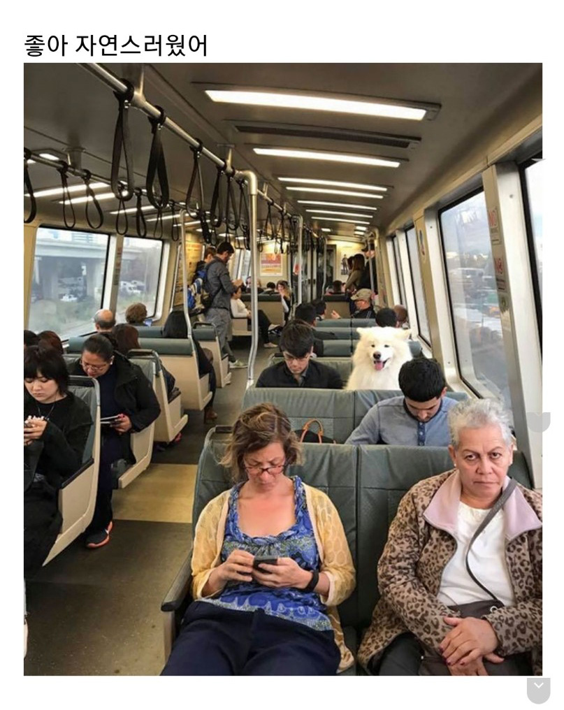 교통수단 속 동물들 - 꾸르