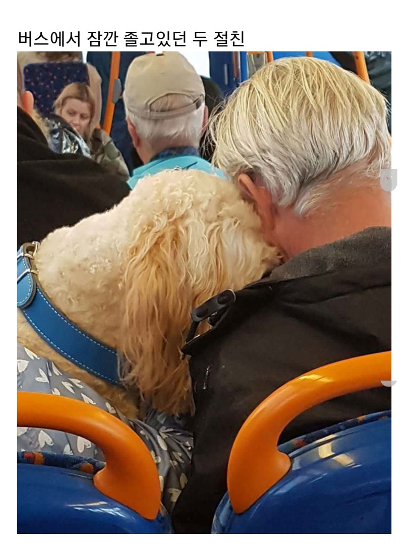 교통수단 속 동물들 - 꾸르