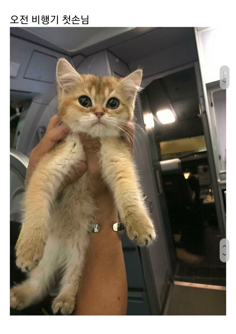 교통수단 속 동물들 - 꾸르