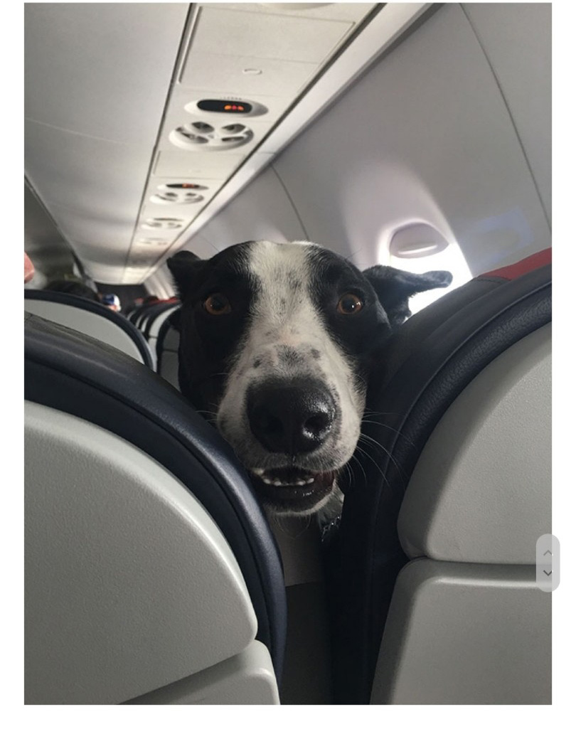 교통수단 속 동물들 - 꾸르