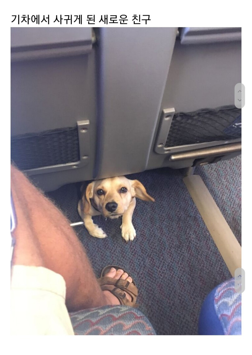 교통수단 속 동물들 - 꾸르