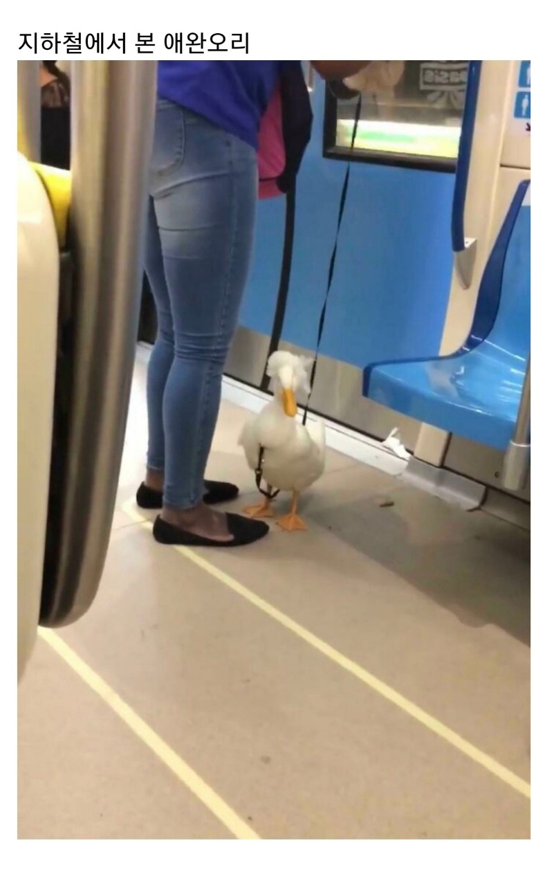 교통수단 속 동물들 - 꾸르