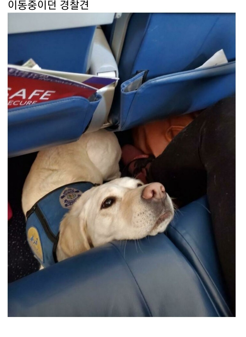 교통수단 속 동물들 - 꾸르