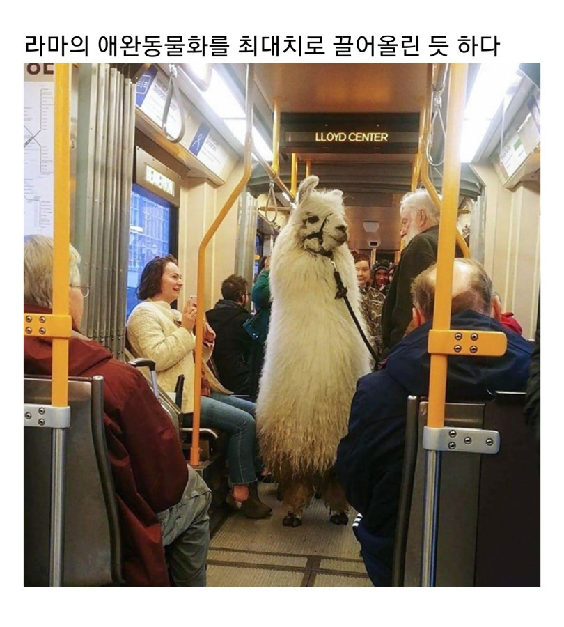 교통수단 속 동물들 (스압)