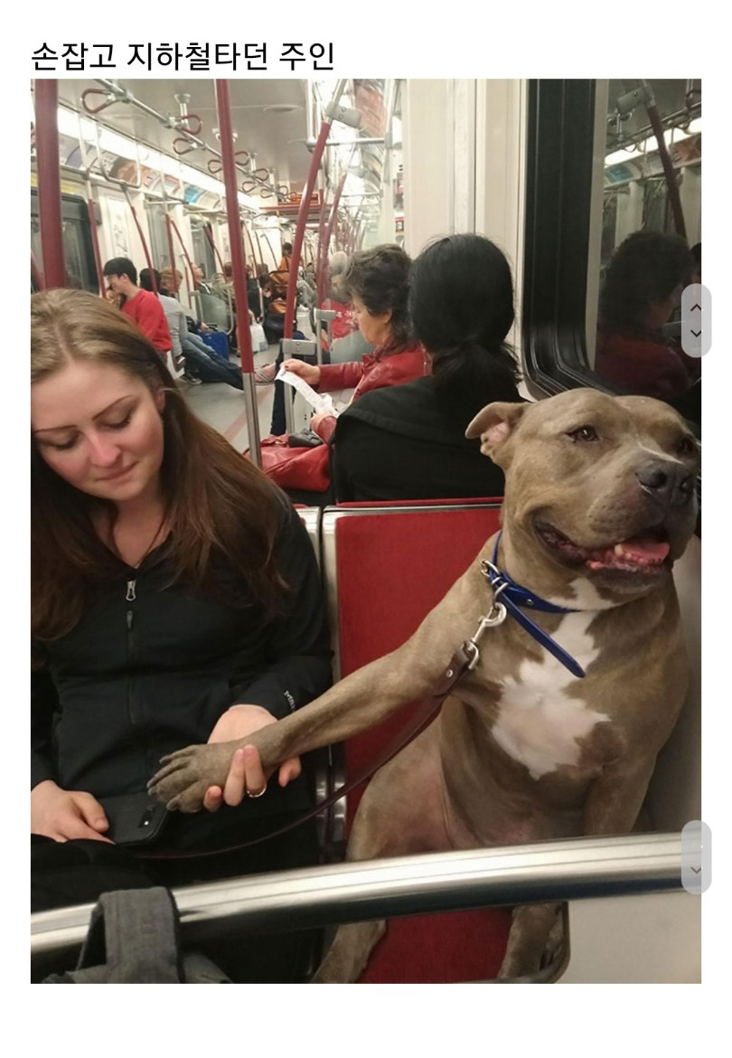 교통수단 속 동물들 - 꾸르