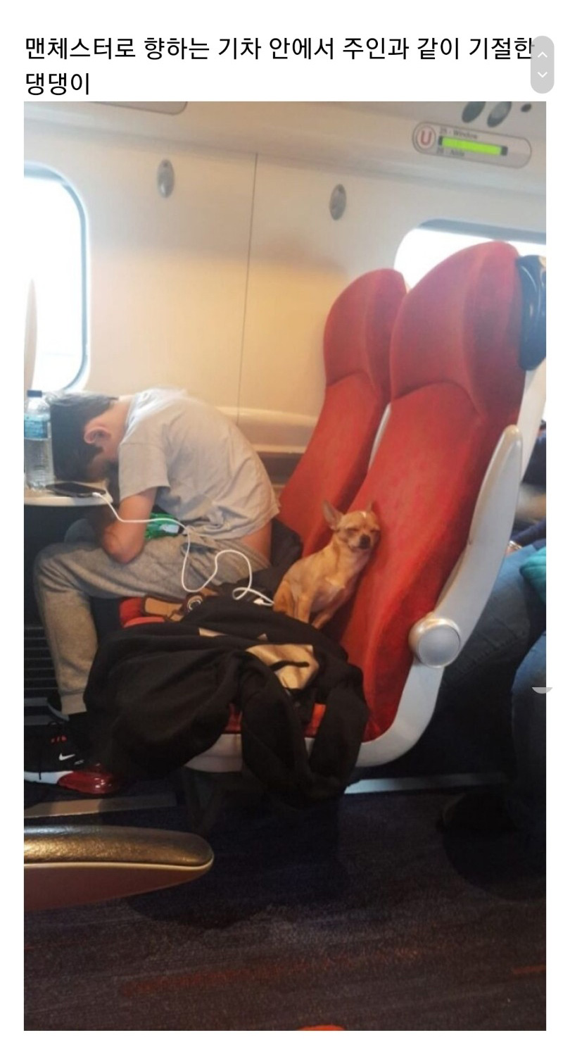 교통수단 속 동물들 - 꾸르