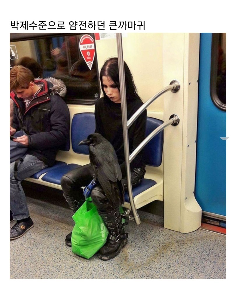 교통수단 속 동물들 - 꾸르