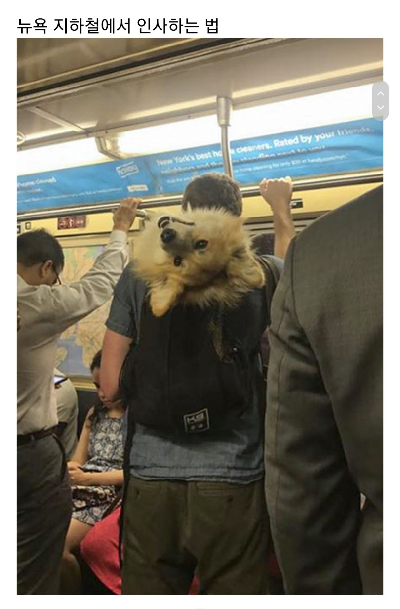 교통수단 속 동물들 - 꾸르