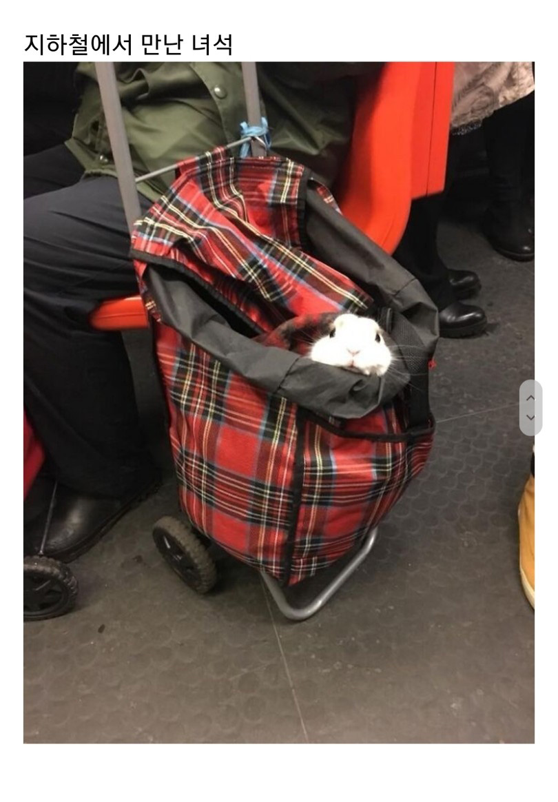 교통수단 속 동물들 - 꾸르