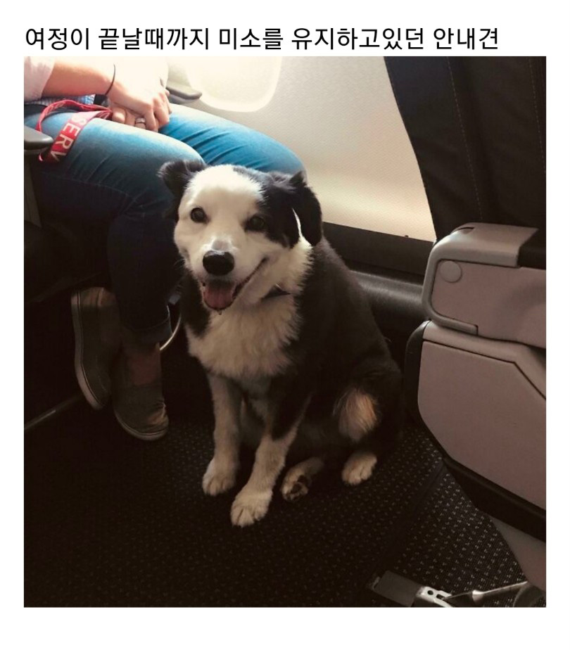 교통수단 속 동물들 - 꾸르