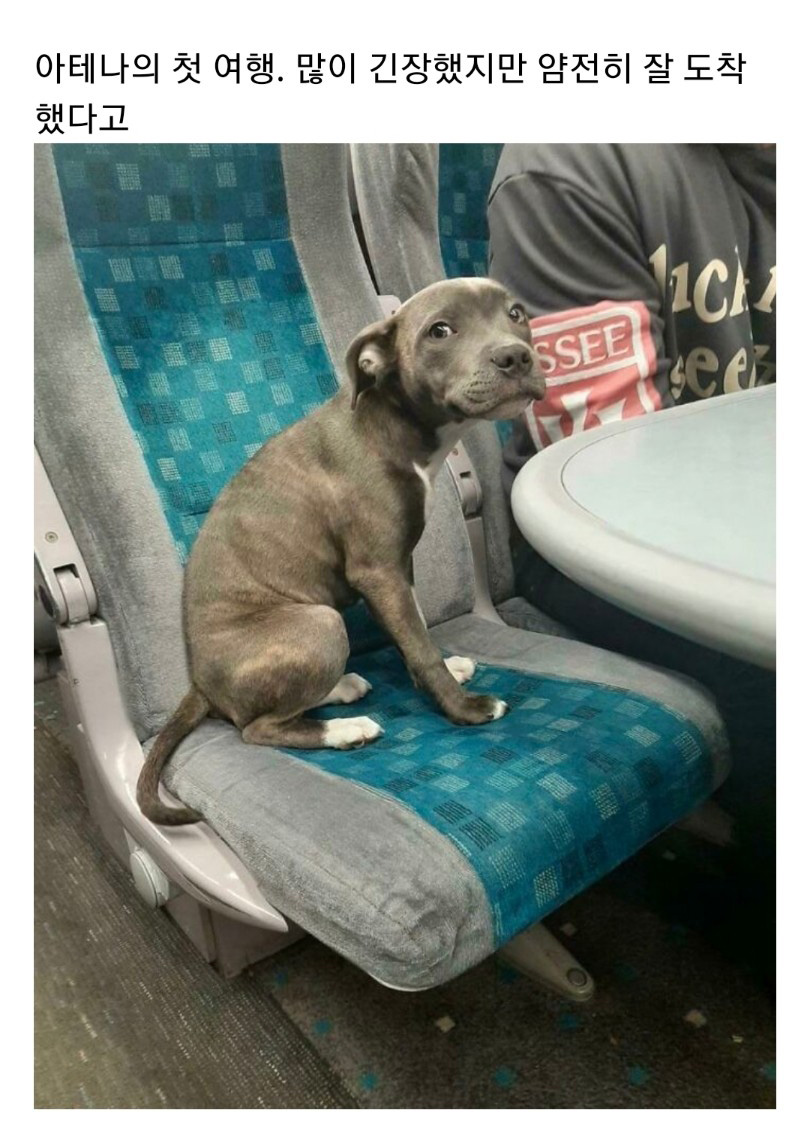 교통수단 속 동물들 - 꾸르