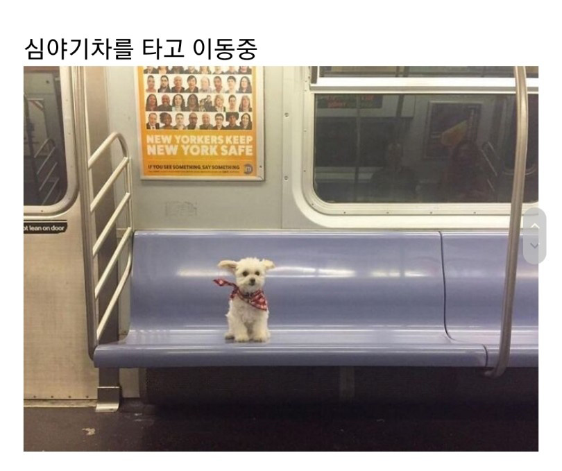 교통수단 속 동물들 - 꾸르