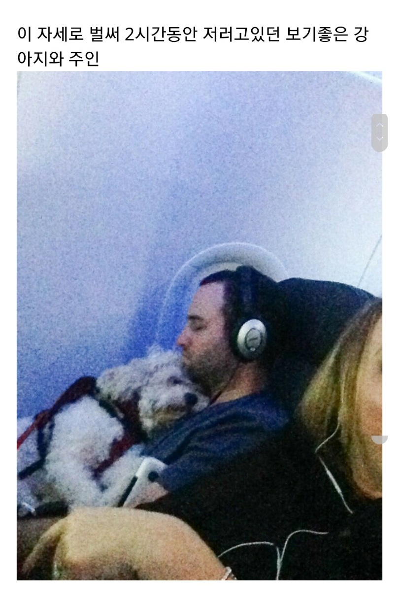 교통수단 속 동물들 - 꾸르