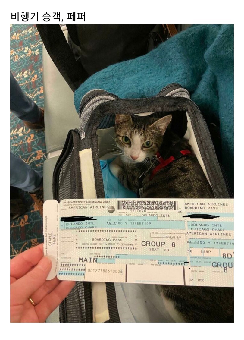 교통수단 속 동물들 - 꾸르