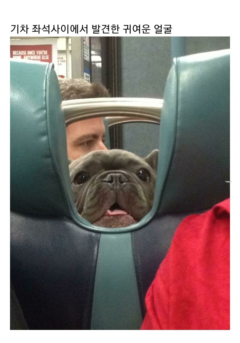 교통수단 속 동물들 - 꾸르