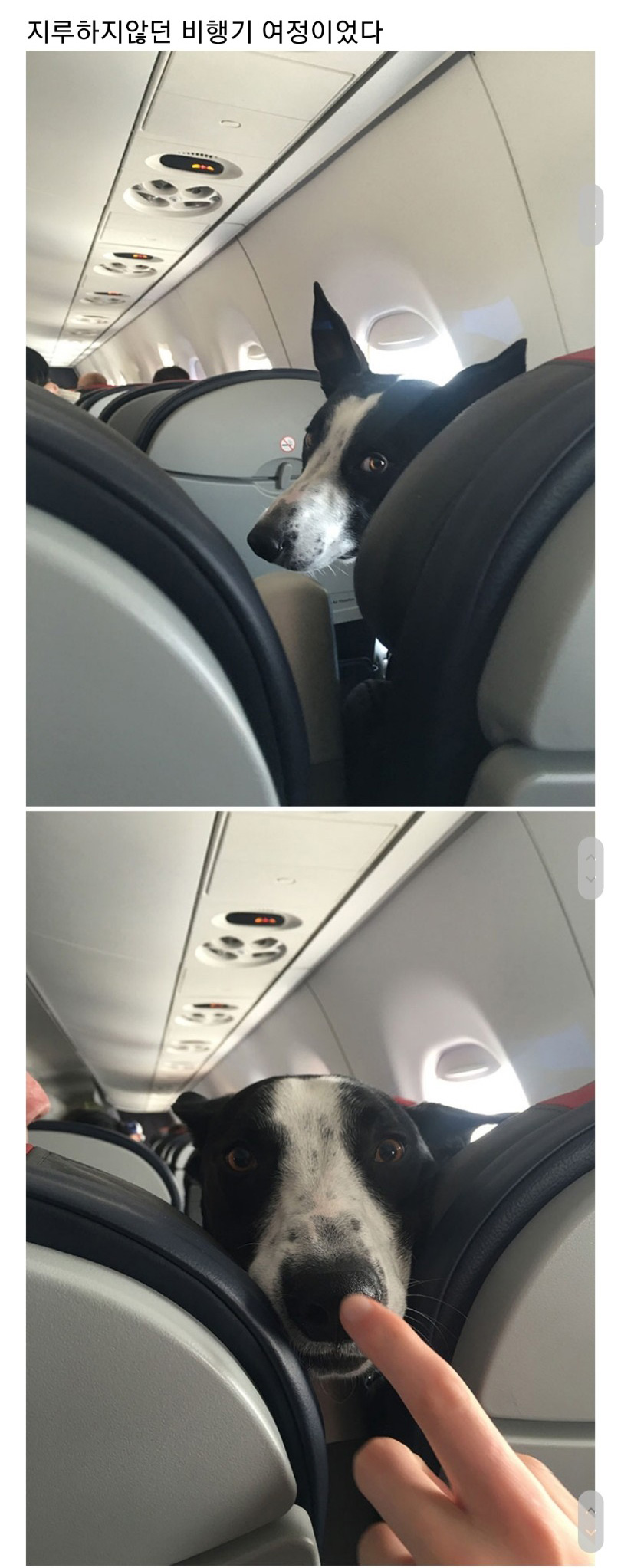 교통수단 속 동물들 - 꾸르