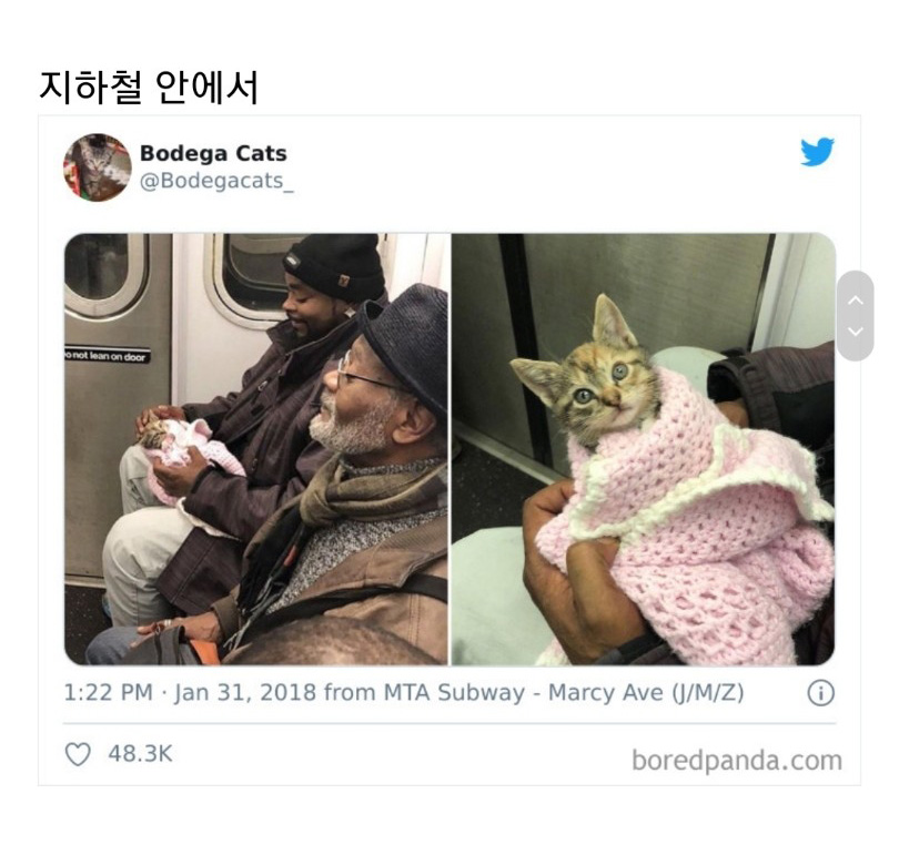 교통수단 속 동물들 - 꾸르