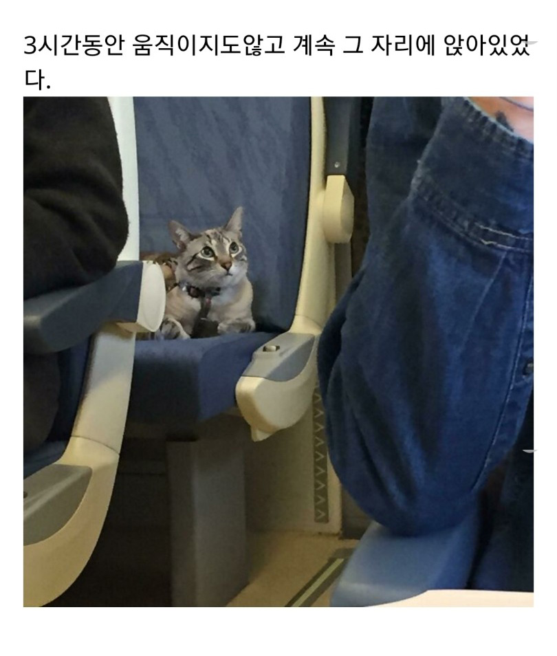 교통수단 속 동물들 - 꾸르