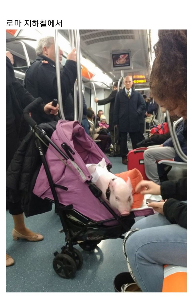 교통수단 속 동물들 - 꾸르