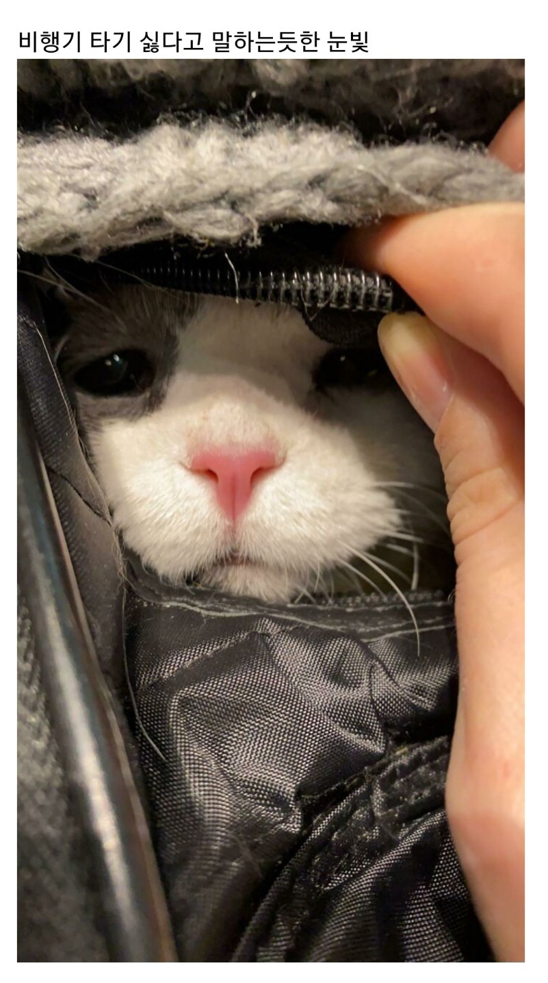 교통수단 속 동물들 - 꾸르