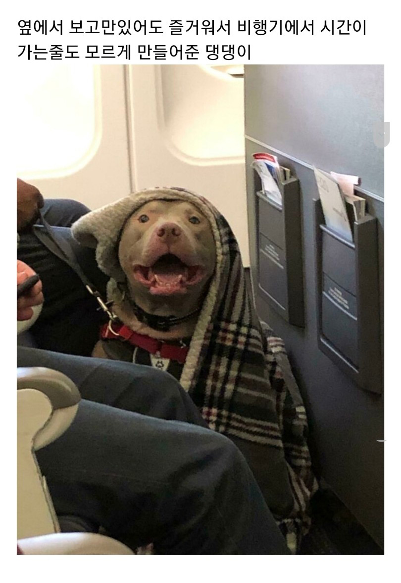 교통수단 속 동물들 - 꾸르