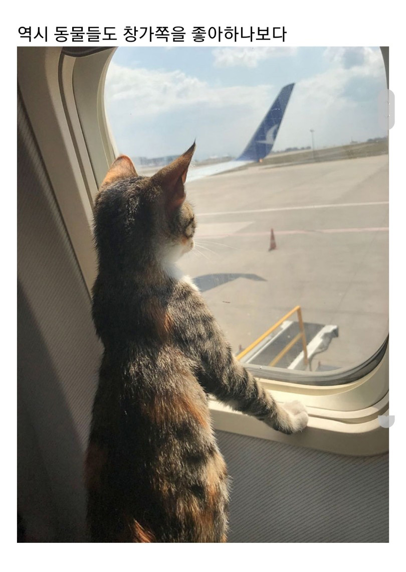 교통수단 속 동물들 - 꾸르