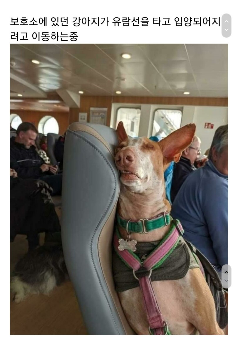 교통수단 속 동물들 - 꾸르