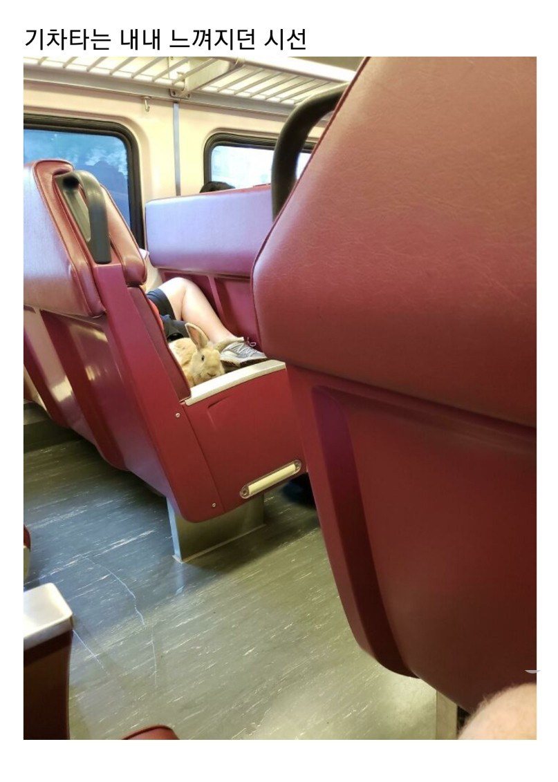 교통수단 속 동물들 - 꾸르