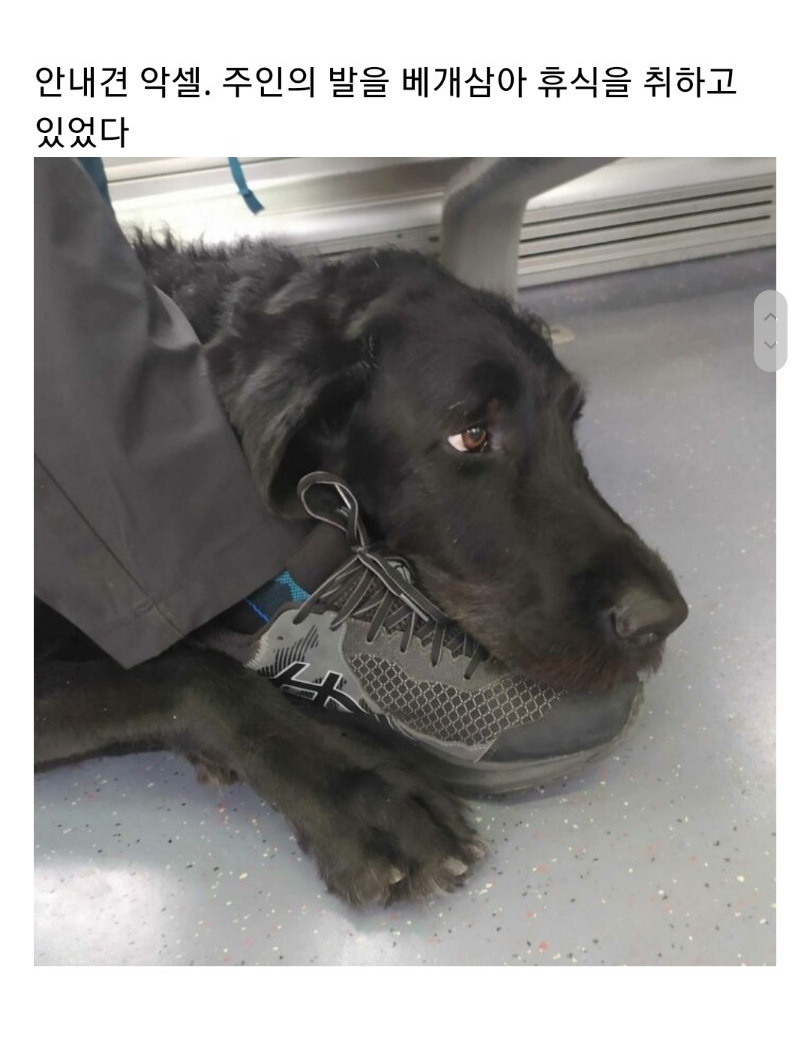 교통수단 속 동물들 - 꾸르