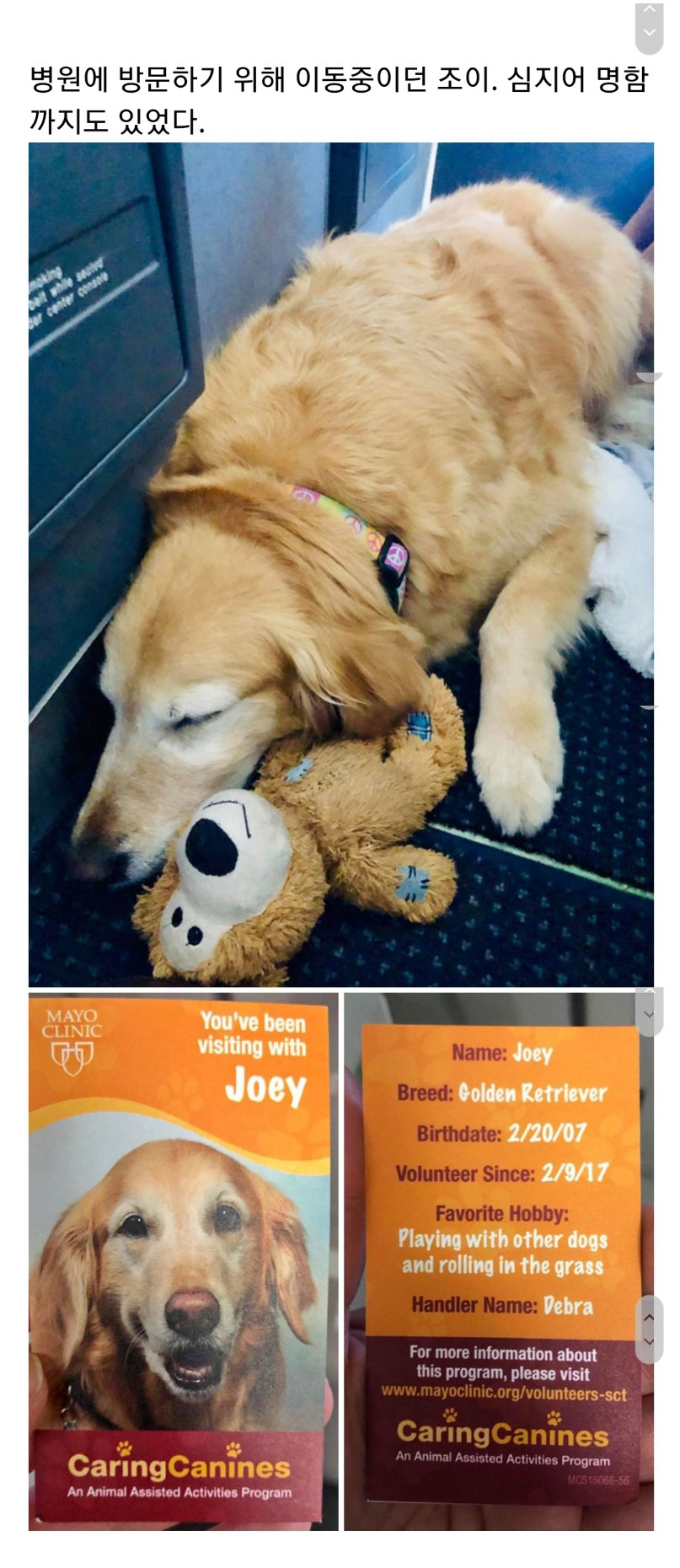 교통수단 속 동물들 - 꾸르