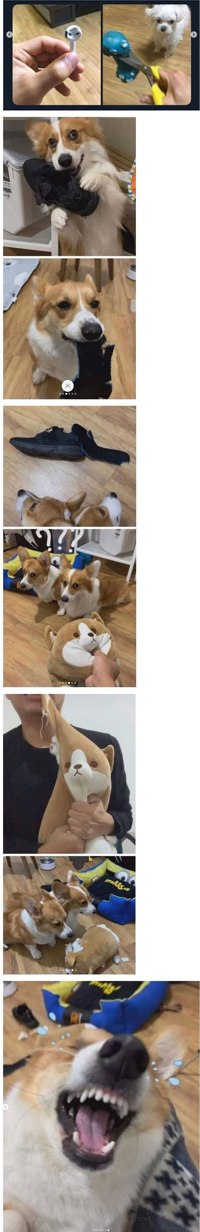 강아지에게 역지사지를 알려준 결과