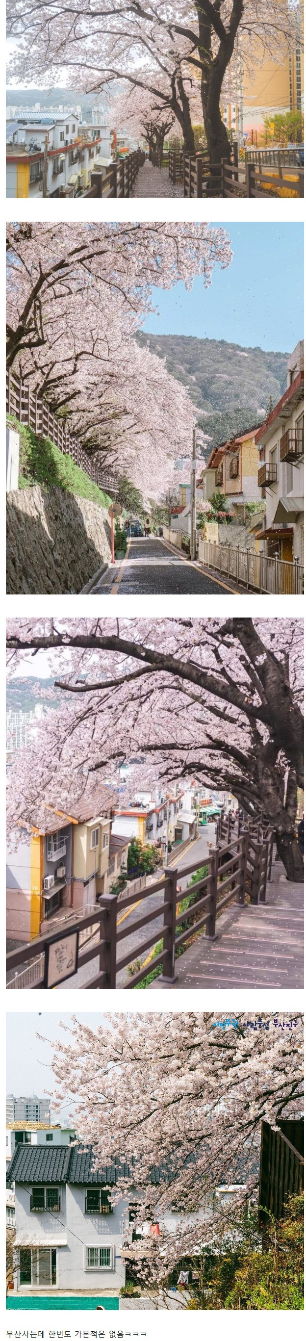 부산 개금 벚꽃문화길