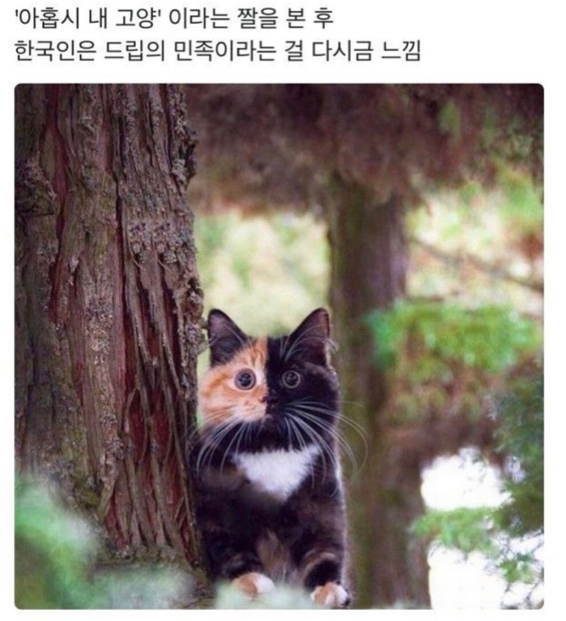 아홉시 내 고양