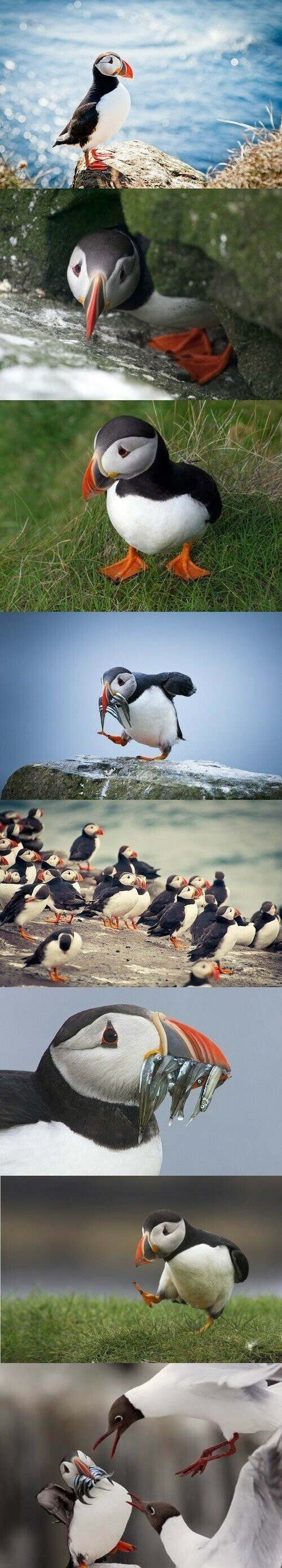 어딘가 억울하게 생긴 새