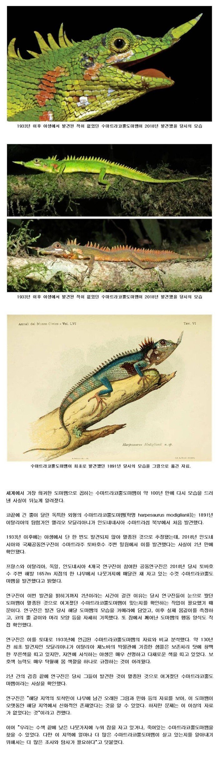 코에 뿔 달린 희귀 도마뱀, 약 100년만에 발견.