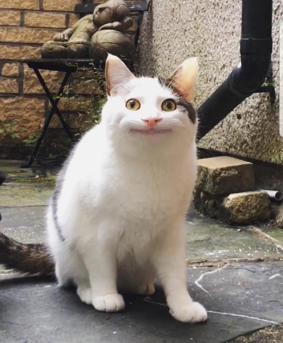 트와이스 멤버 닮은 냥이