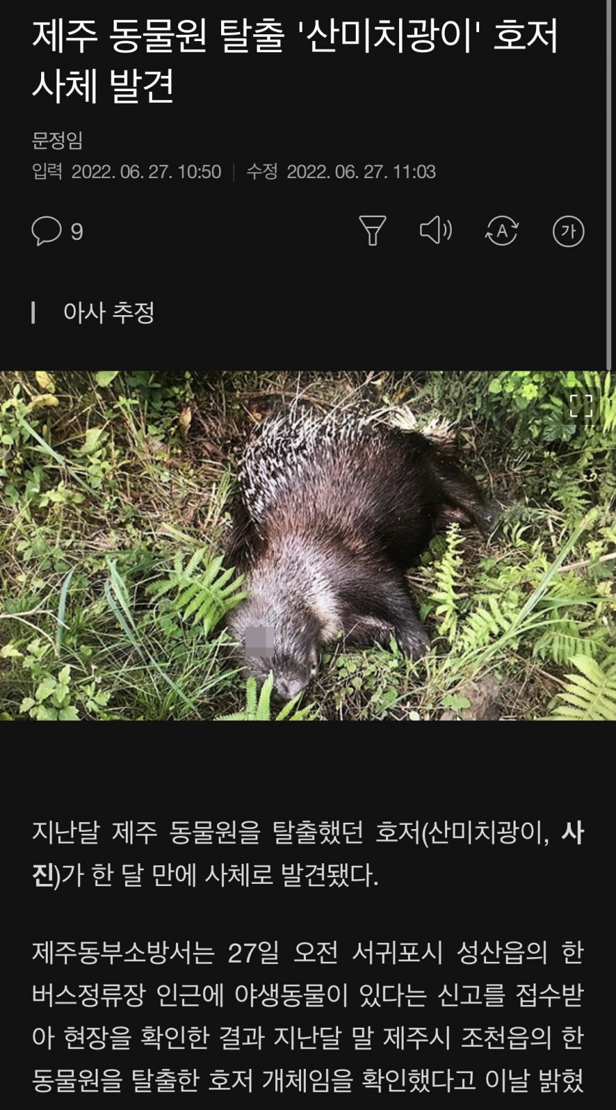제주 동물원 탈출 '산미치광이' 호저 사체 발견