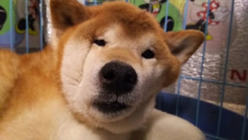 철장에 얼굴끼우고 잔 멍멍이