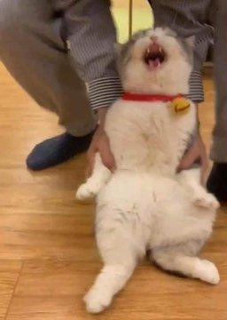 제사상 생선 훔치다 걸린 고양이 연행