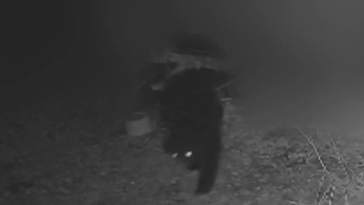 최근 일본에서 뉴스 크게 난 곰 사건