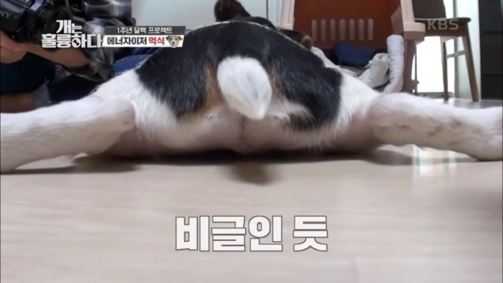 개는 훌륭하다 출연 후 삶이 180도 달라진 사람