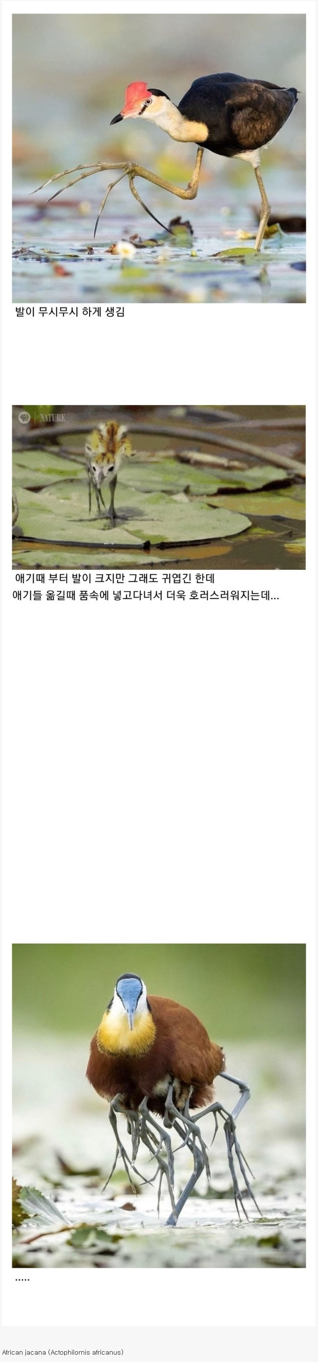다리가 징그럽고 무서운 새