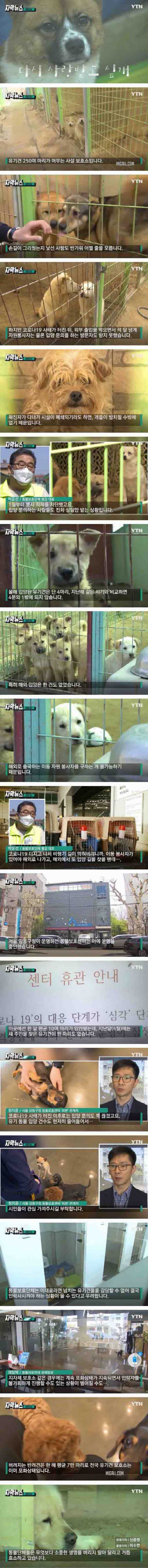 멈춰진 유기견 입양