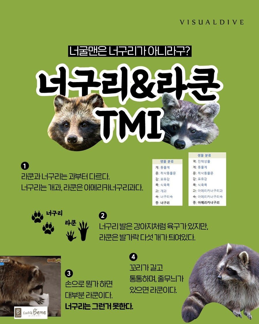 너구리와 라쿤 구분법.jpg